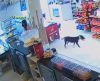Vídeo: Câmera de segurança flagra “quadrilha” de cachorros furtando pão em padaria - Jornal da Franca