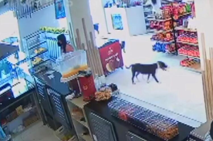 Vídeo: Câmera de segurança flagra “quadrilha” de cachorros furtando pão em padaria