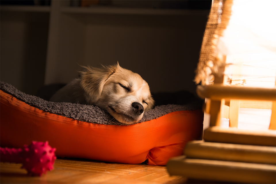 Seu cão anda dormindo muito? Entenda o impacto da alimentação na energia do pet!