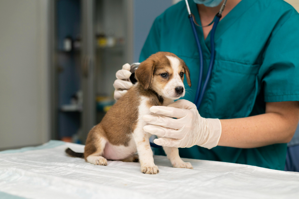 Prefeitura de Franca retoma castração de animais; previsão é de 3.600 procedimentos