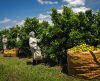 Solidaridad capacita citricultores da região para práticas agrícolas sustentáveis - Jornal da Franca
