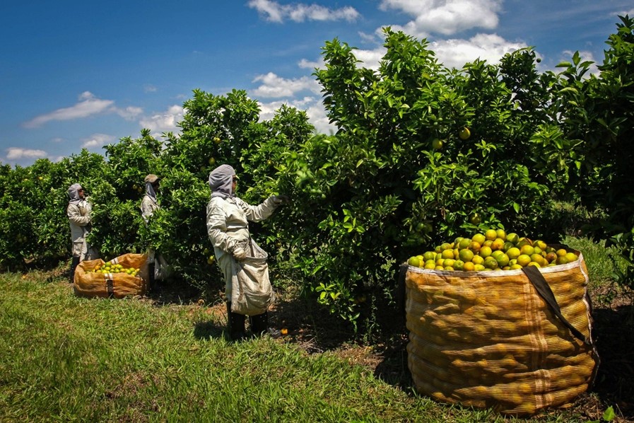 Solidaridad capacita citricultores da região para práticas agrícolas sustentáveis