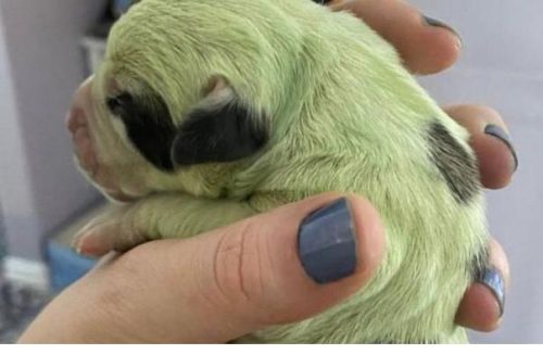 Filhote raro de cão nasce verde como periquito e internautas sugerem vários nome - Jornal da Franca
