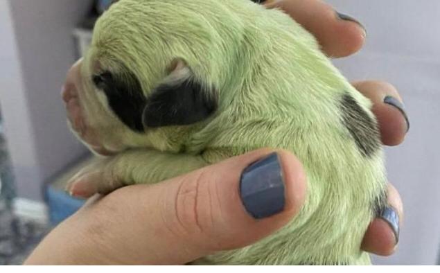 Filhote raro de cão nasce verde como periquito e internautas sugerem vários nome