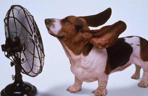Seu cachorro não quer comer? Pode ser o calor! Veja como ajudar o seu pet! - Jornal da Franca