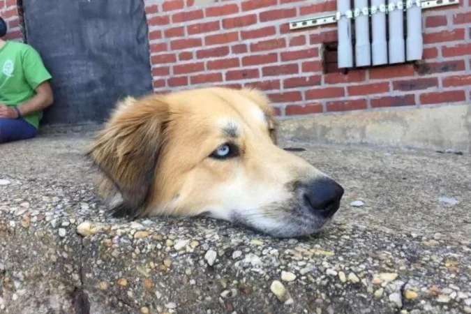 Cão decapitado? A internet ficou confusa com uma foto por causa da ilusão de ótica