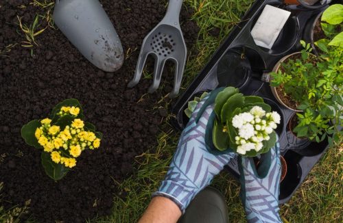 Praticar jardinagem pode ajudar a reduzir o risco de morte em até 20%; entenda! - Jornal da Franca
