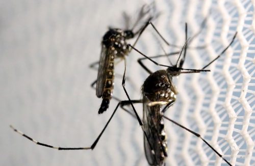 Um terço das pessoas acha que dengue “acabou”; em Franca, seguem ações - Jornal da Franca