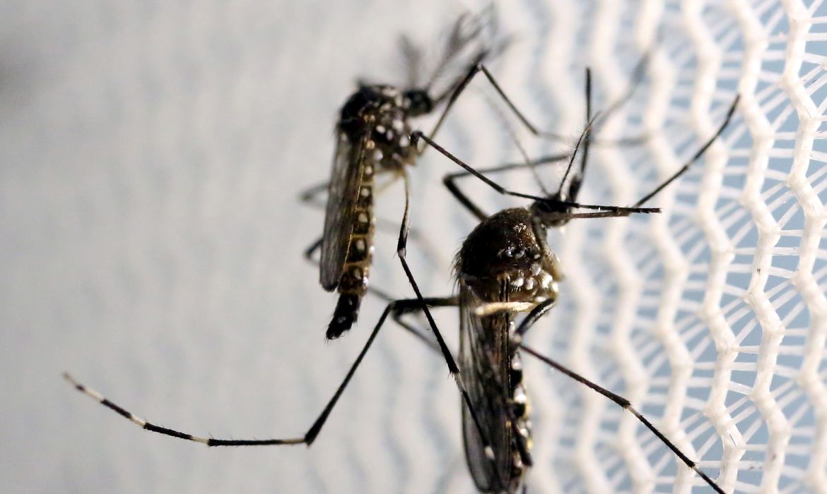 Um terço das pessoas acha que dengue “acabou”; em Franca, seguem ações