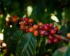 ACIF lança ‘Curso de Gestão Empresarial na Cafeicultura’ – veja como se inscrever! - Jornal da Franca