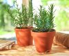 Casa livre de insetos: conheça plantas com ação repelente para cultivar no seu lar! - Jornal da Franca