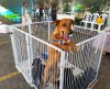 Canil Municipal de Franca realiza feira para adoção de animais neste sábado, 09 - Jornal da Franca