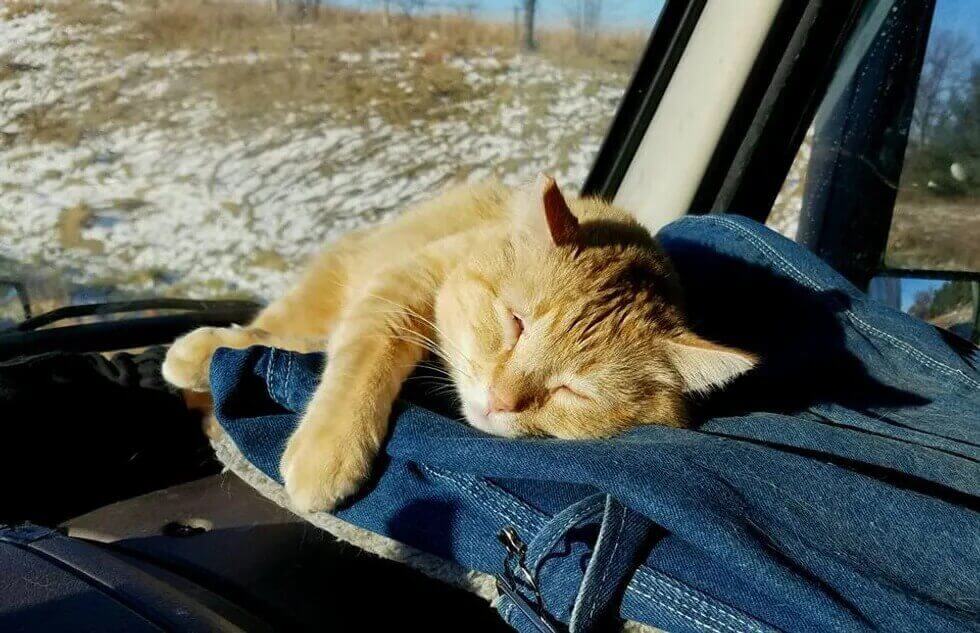 Caminhoneiro adota gatinho machucado e ganha companheiro de viagens e para a vida