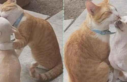 Gato abandonado após ser maltratado encontra abrigo na companhia de um cachorrinho - Jornal da Franca