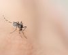Dengue: em apenas quatro meses, Brasil tem este ano o mesmo número de casos que 2021 - Jornal da Franca