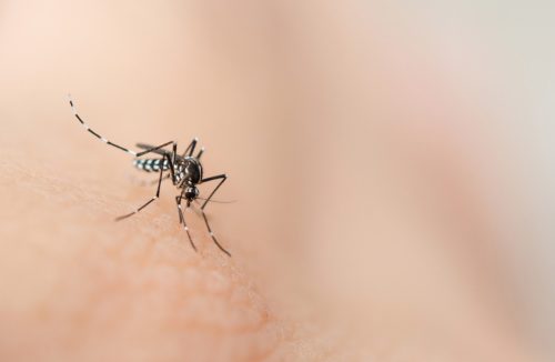 Dengue: em apenas quatro meses, Brasil tem este ano o mesmo número de casos que 2021 - Jornal da Franca