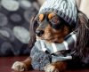 Veja como proteger seu pet das baixas temperaturas e mantê-lo bem aquecido - Jornal da Franca