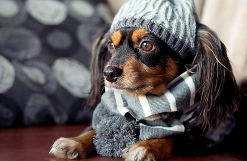 Veja como proteger seu pet das baixas temperaturas e mantê-lo bem aquecido - Jornal da Franca