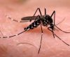 Cepa do vírus da dengue mais contagiosa e inédita no Brasil é detectada em Goiás - Jornal da Franca