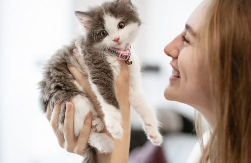 Conheça os benefícios do convívio com gatos para a sua saúde – é surpreendente! - Jornal da Franca