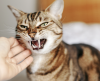 “Fuu” dos gatos: entenda o que pode significar o rosnado felino! - Jornal da Franca