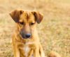 Aplicativo gratuito promete ajudar os tutores a localizar cães e gatos perdidos - Jornal da Franca
