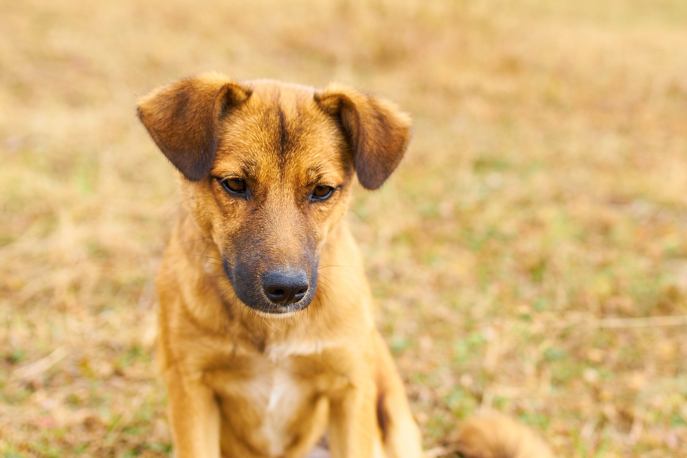 Aplicativo gratuito promete ajudar os tutores a localizar cães e gatos perdidos