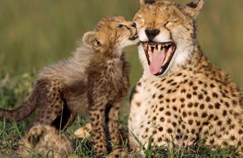 Dia das Mães: Conheça 5 mães incríveis do mundo animal – são muito fofas! - Jornal da Franca