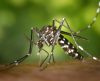 Pesquisadores da Fiocruz encontram nova linhagem do vírus da dengue no Brasil - Jornal da Franca