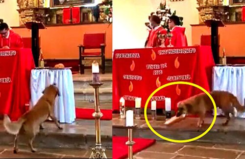 Cachorro caramelo aproveita distração dos padres e abocanha pão da missa; vídeo - Jornal da Franca