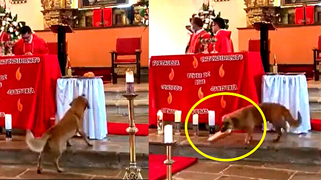 Cachorro caramelo aproveita distração dos padres e abocanha pão da missa; vídeo