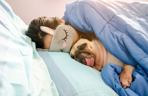 Pets podem  dormir na mesma cama que seus tutores? Acredite, é melhor não – entenda - Jornal da Franca