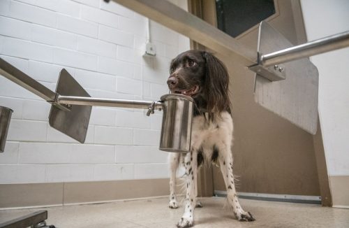Estudo revela: cães podem ser mais eficazes para detectar Covid do que testes! - Jornal da Franca