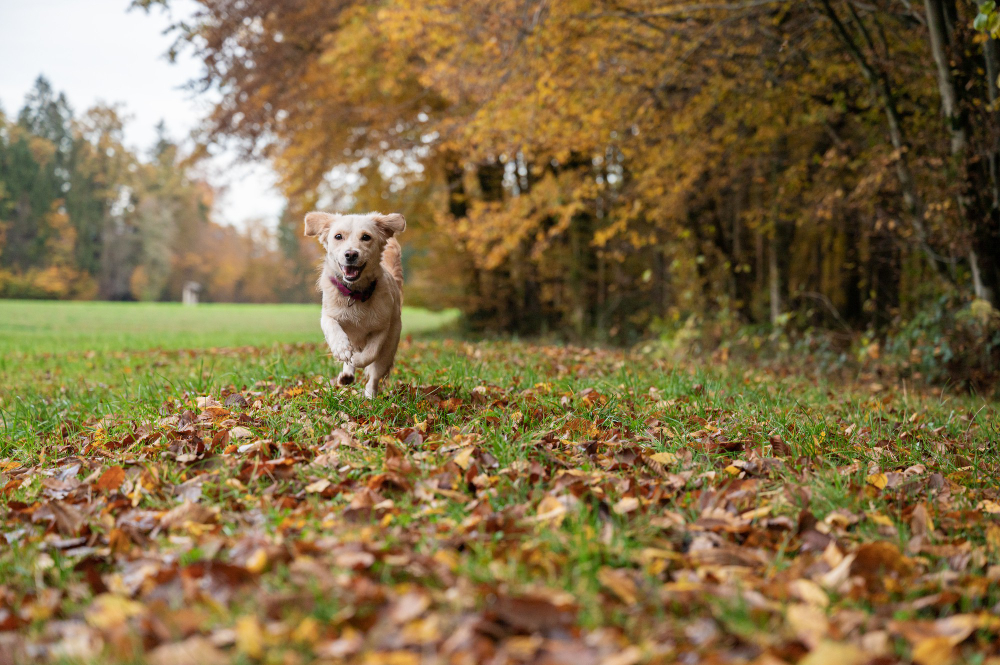 O que seu cachorro imagina? Estudo revela comportamento e inteligência dos animais