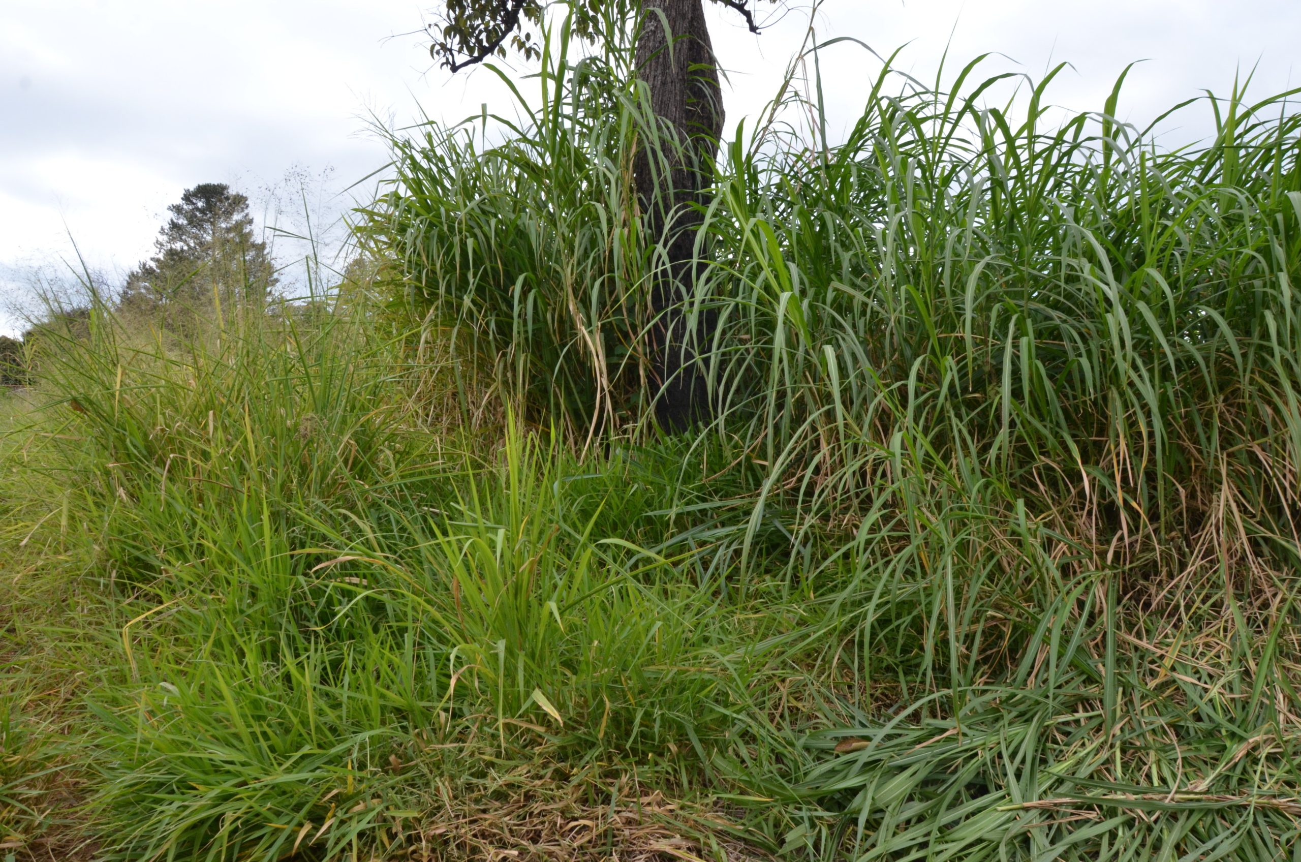 Quase 260 novas notificações para limpeza de terrenos são emitidas em Franca