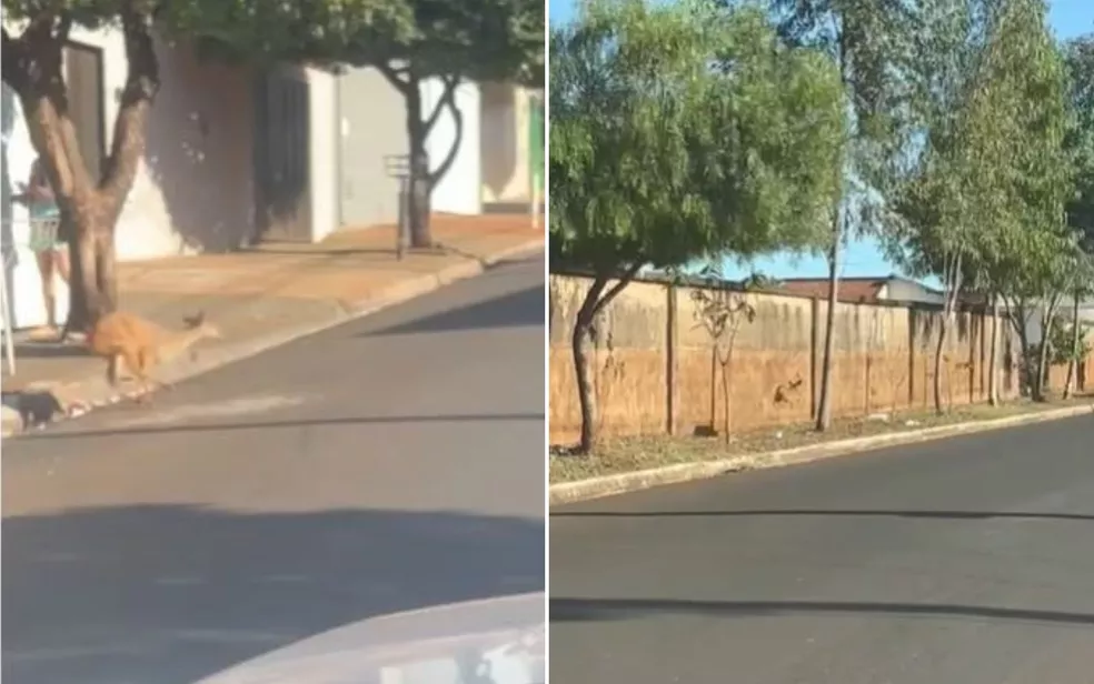 Depois de uma onça, outro bicho é flagrado correndo pelas ruas da cidade