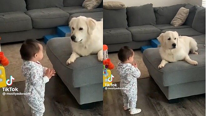 Golden retriever fica emocionado ao ver bebê dar primeiros passos e vídeo viraliza