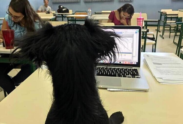 Cão vira fiscal de prova e foto viraliza: “Quem tiver dúvida, só levantar o petisco”