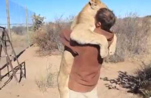 Vídeo que mostra leão abraçando tratador emociona e deixa internautas curiosos - Jornal da Franca