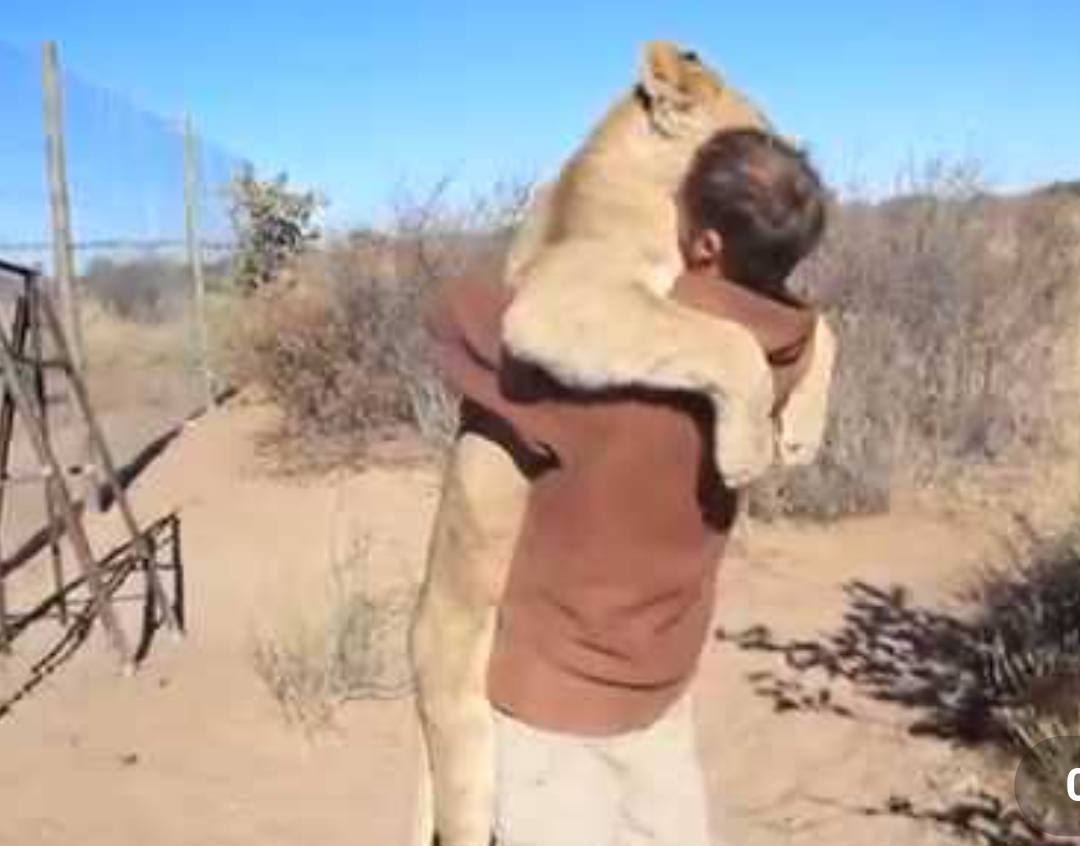 Vídeo que mostra leão abraçando tratador emociona e deixa internautas curiosos