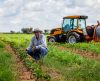 Dia do Agricultor: IE-ACIF mostra evolução do setor na microrregião de Franca - Jornal da Franca