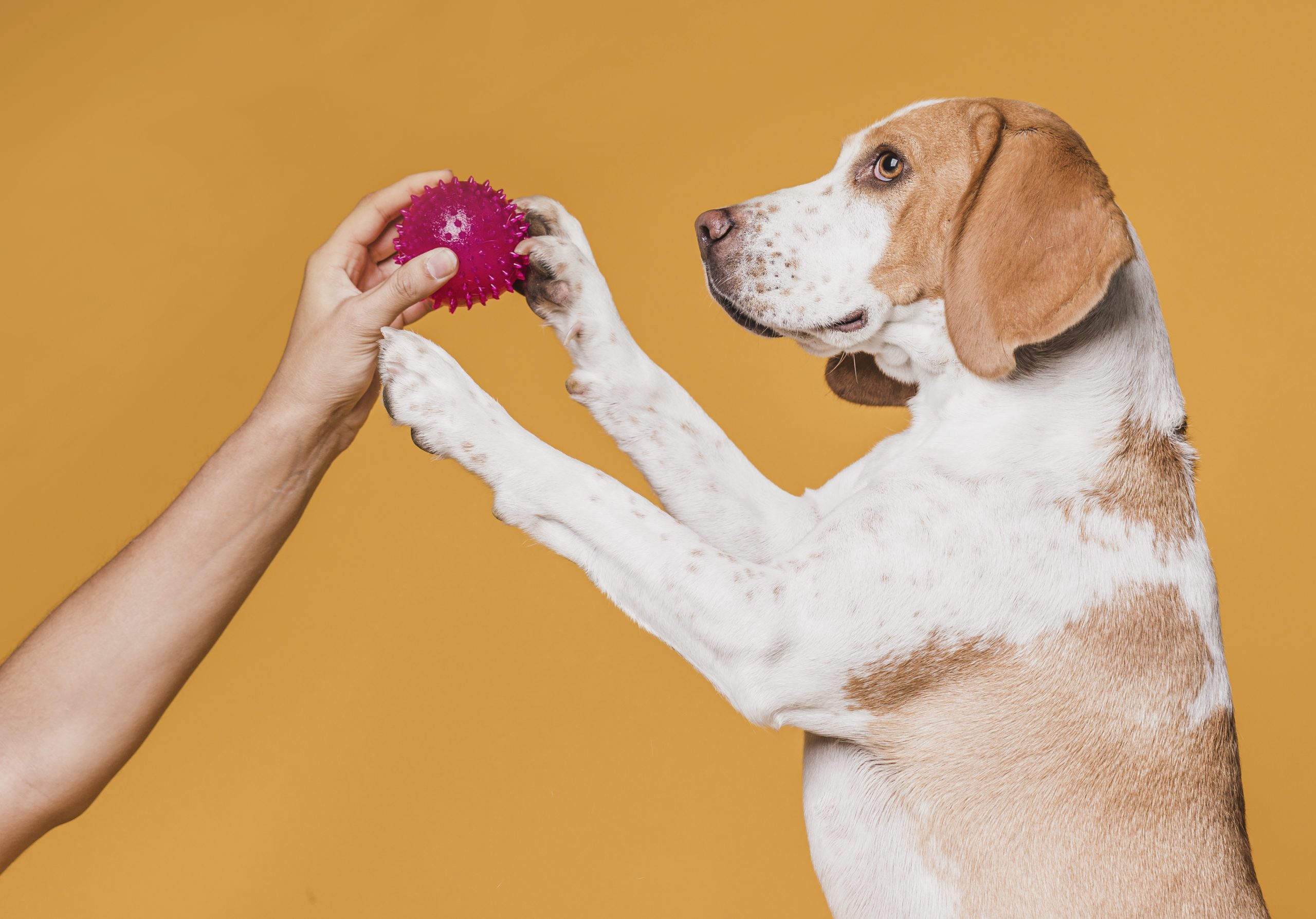Confira 6 dicas de diversão para pets que moram em apartamento
