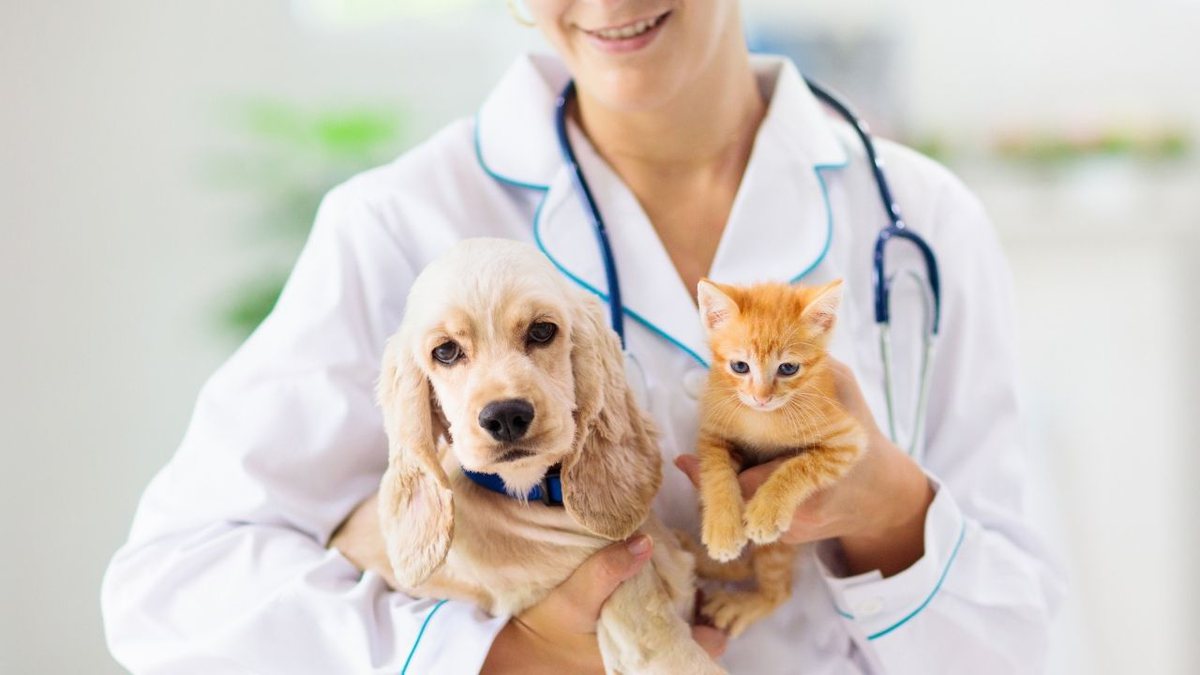 Colesterol alto em cães e gatos pode revelar doenças ocultas, sabia?