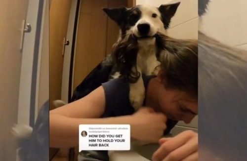 Esse é parceiro: cão segura cabelo da dona para ajudá-la a vomitar após bebedeira! - Jornal da Franca