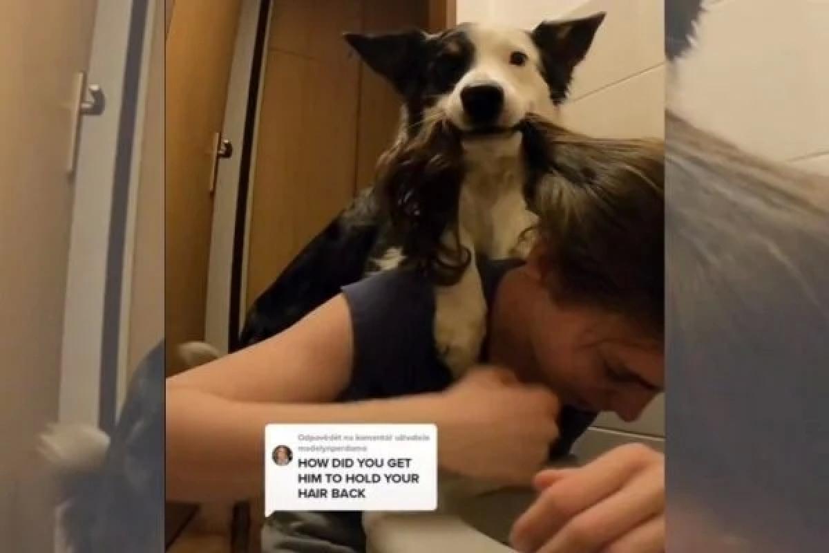 Esse é parceiro: cão segura cabelo da dona para ajudá-la a vomitar após bebedeira!