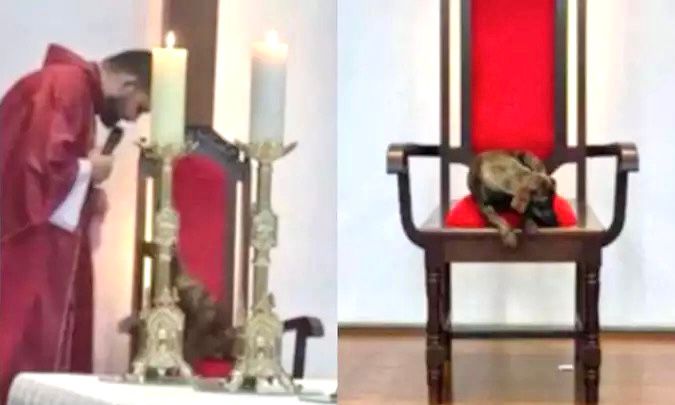 Cachorro “rouba” lugar do padre durante a homilia e termina a missa adotado