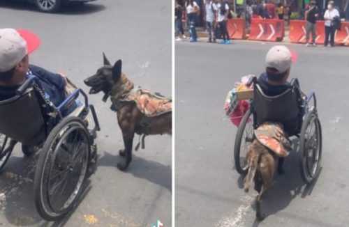 Cachorro empurra homem em cadeira de rodas que tentava atravessar rua; assista - Jornal da Franca