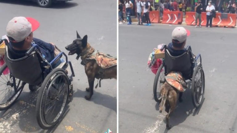 Cachorro empurra homem em cadeira de rodas que tentava atravessar rua; assista