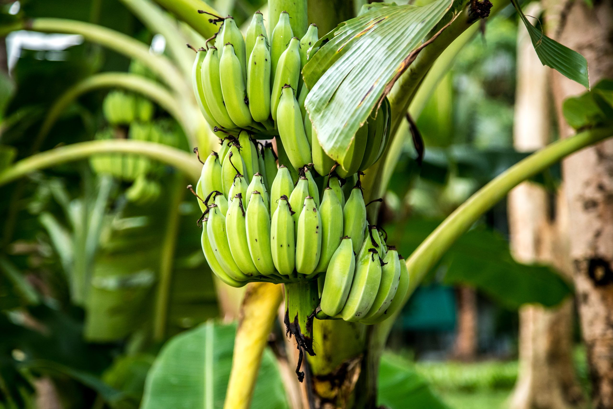 Bananas verdes podem ajudar a reduzir o risco de vários tipos de câncer