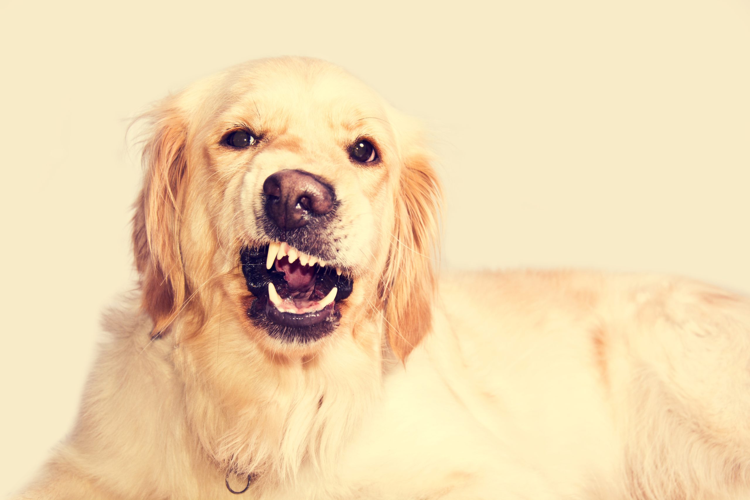 Entenda por que alguns cães não vão com a cara de determinadas pessoas